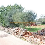 Typische Grundstücksgrenze für Mallorca